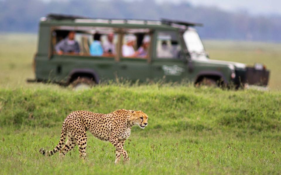 Stalking cheetah watched with safari vehicle background - Masai Mara, Kenya Instagram Tips Captions