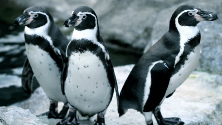 7 penguins drown at Calgary Zoo