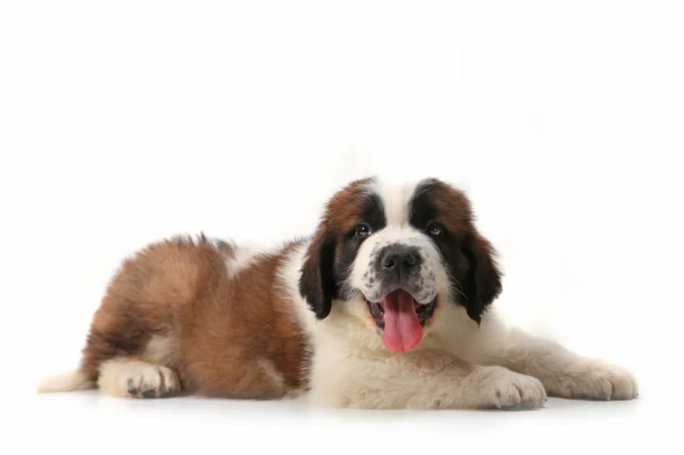 Saint Bernard puppy lying on his stomach.