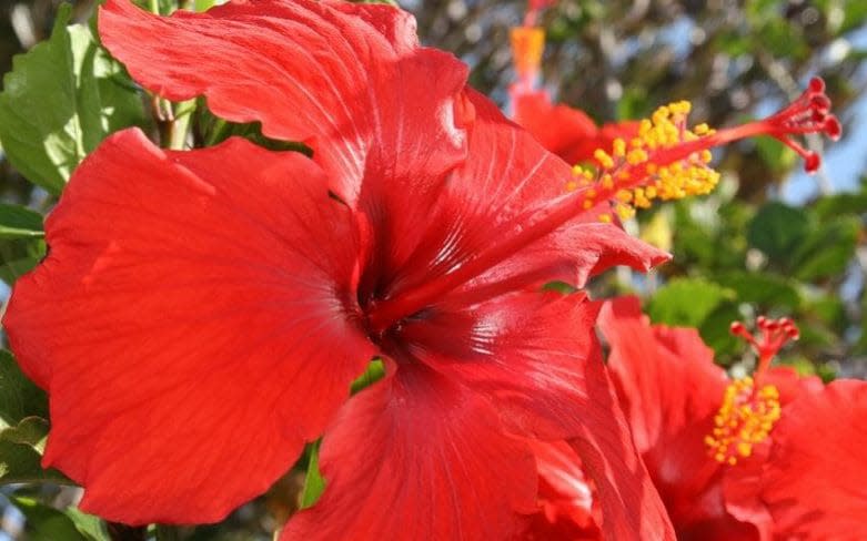 Hibiscus rosa-sinensis - Gap photos