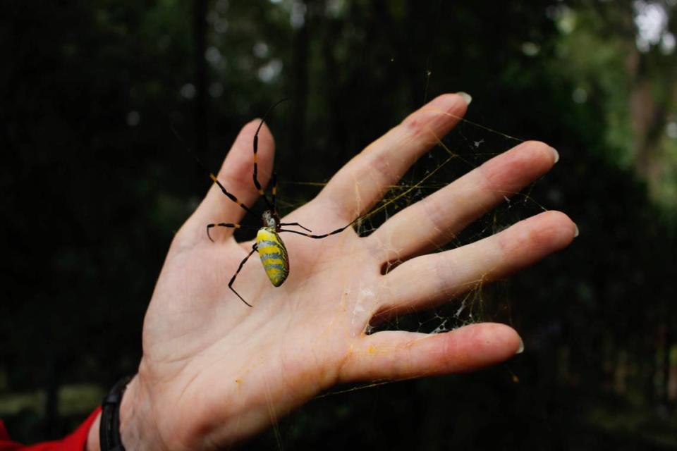 A citizen called researchers about a strange spider they noticed in Georgia. Now, they’re everywhere. Carly Mirabile /Carly Mirabile, provided by University of Georgia College of Agricultural & Environmental Sciences