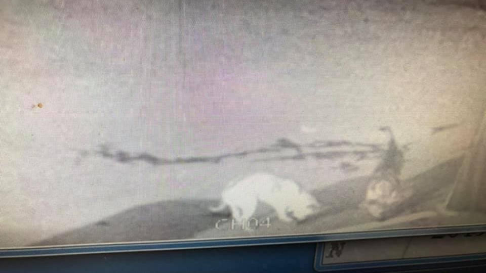 原PO曝光停車場的監視器，表示畫面中曾出現2隻狗。圖／翻攝自爆怨公社