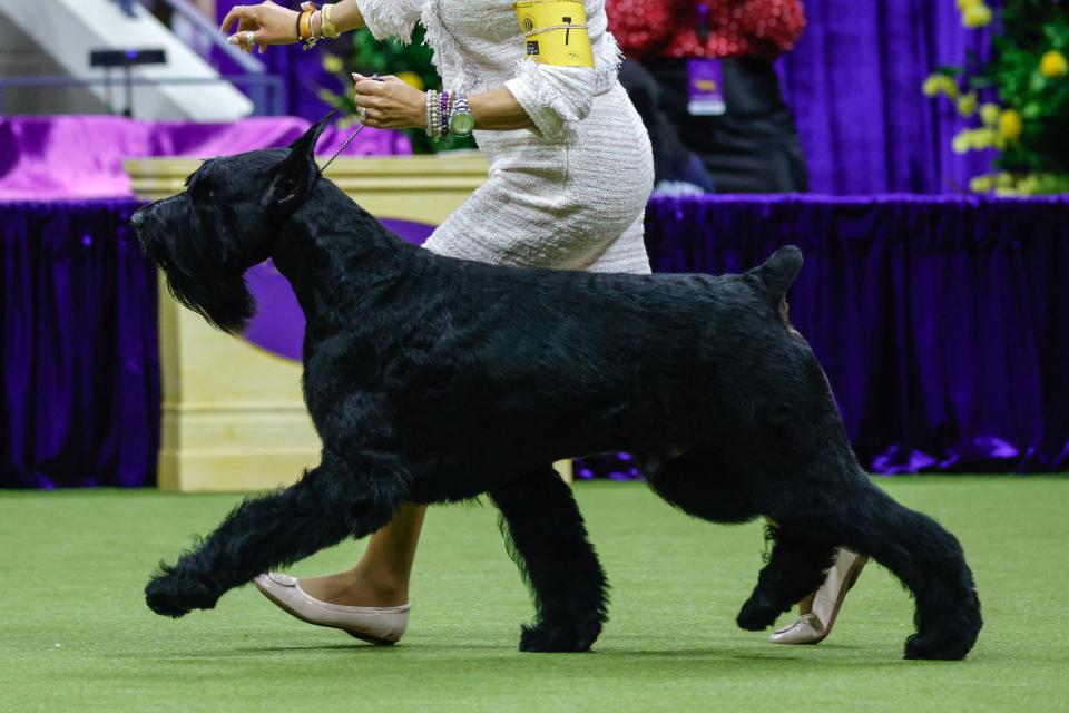 Monty, a Giant Schnauzer from Ocean City, New Jersey, wins the Working Group during the Annual Westminster Kennel Club Dog Show at Arthur Ashe Stadium in Queens, New York, on May 14, 2024.