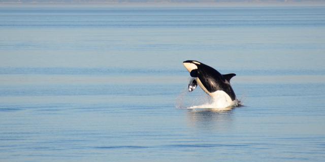 killer whale vs great white shark videos