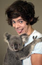 Celebrity photos: One Direction enjoyed their last few days in Australia by making friends with a cute koala. The boys all posed for pictures with Kat the koala but Harry Styles took a real shining to her, even tweeting a photograph of the pair.