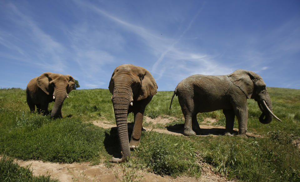 In this Friday April 26, 2019 photo three African elephants, Maggie, left, Lulu, center and Toka roam through the Performing Animals Welfare Society's ARK 2000 Sanctuary near San Andreas, Calif. The more than 2,000 acre sanctuary was built more than a decade ago to provide a more natural environment to animals that have spent years displayed at zoo's or forced to perform at circuses.(AP Photo/Rich Pedroncelli)