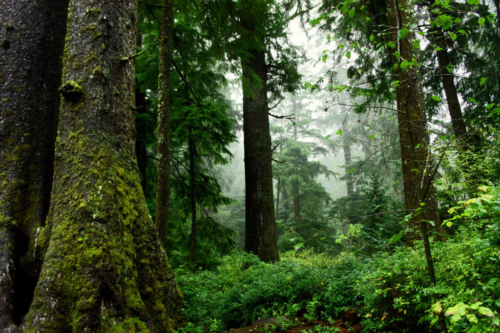 About 25% of all the remaining old-growth trees across all national forests and grasslands in the lower 48 states are in national forests in the Northwest that are managed by federal agencies. (U.S. Fish and Wildlife Service)