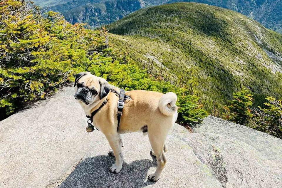 <p>Erin McMahon</p> Woof the pug in New Hampshire