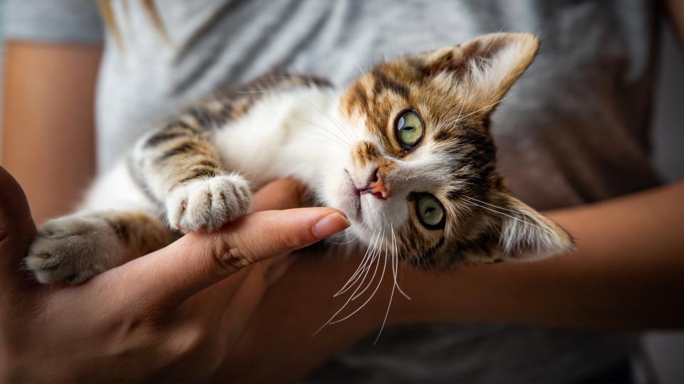 Woman holding kitten