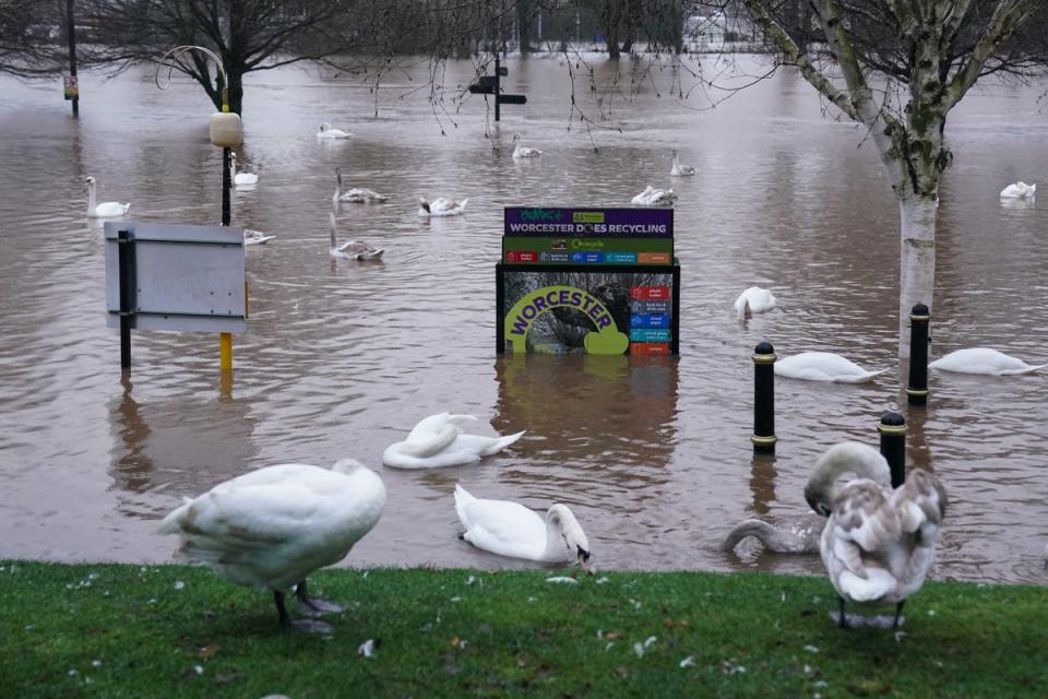 Swans in Worcester after the River Severn burst its banks after Storm Henk hit (PA)