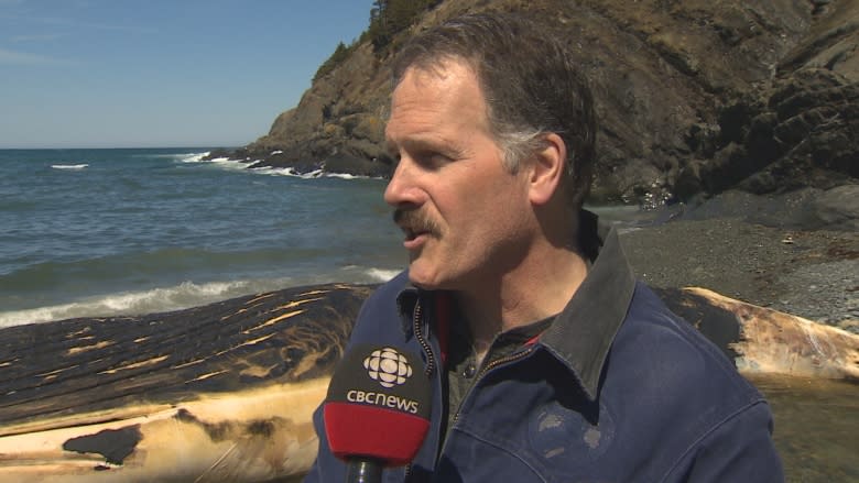 Whale woes wrap up: carcass leaves Outer Cove