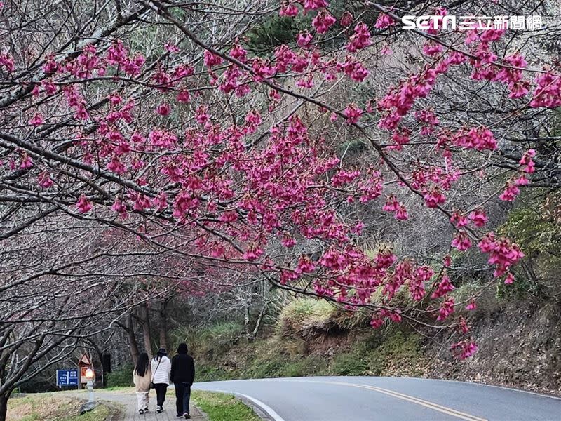 武陵農場櫻花祭2月7日登場，公布管制措施。（圖／翻攝畫面）