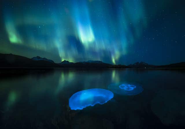 A Moon jellyfish swarm in the waters of a fjord outside Tromso