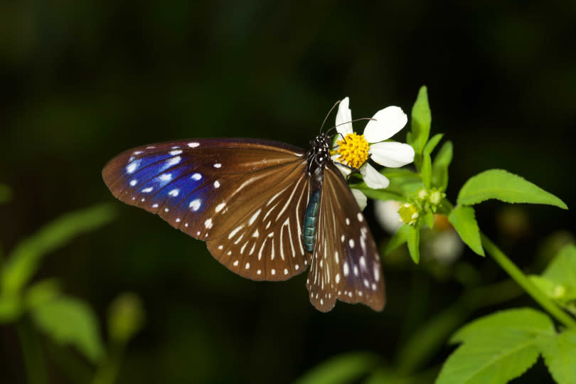 《消失的紫斑蝶》介紹台灣特有種紫斑蝶。（圖／牽猴子提供）