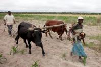 Communal farmers cultivate maize crops in Mvuma district, Masvingo, Zimbabwe, January 26, 2016. REUTERS/Philimon Bulawayo