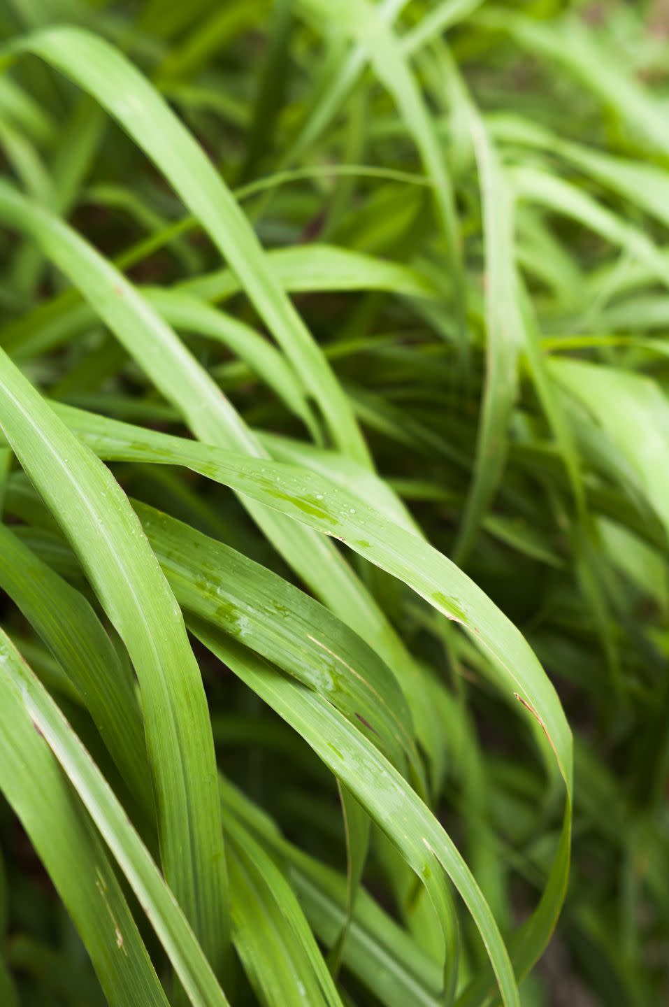 citronella lemon grass plant