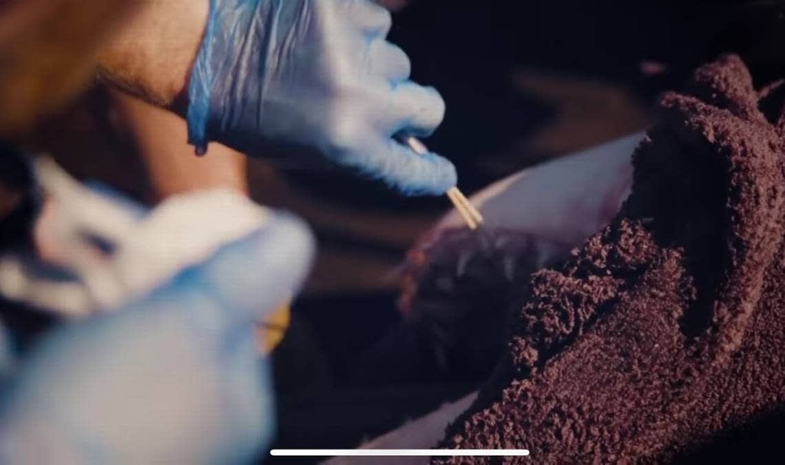 Will Crowson swabs a white sharks mouth to gather bacteria to later test back in a University of South Carolina - Beaufort lab. Crowson was part of a May 2022 expedition through OCEARCH.