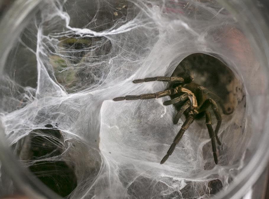 In this photo taken Friday, Oct. 4, 2013, a tarantula peaks out of his webbing filling the entire container in Los Angeles. This is one of the 50 tarantulas nurse Dee Reynolds cares for at her home. Tarantulas are the heaviest, hairiest, scariest spiders on the planet. They have fangs, claws and barbs. They can regrow body parts and be as big as dinner plates, and the females eat the males after mating. But there are many people who call these creepy critters a pet or a passion and insist their beauty is worth the risk of a bite. (AP Photo/Damian Dovarganes)