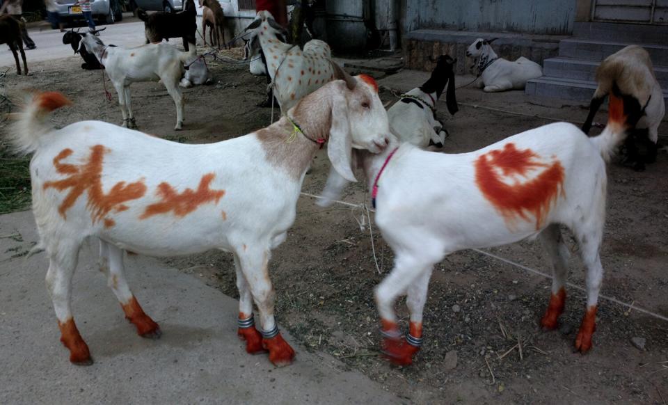 Cattle for slaughter before Eid. There is a text written on one of them which says "Happy Eid".