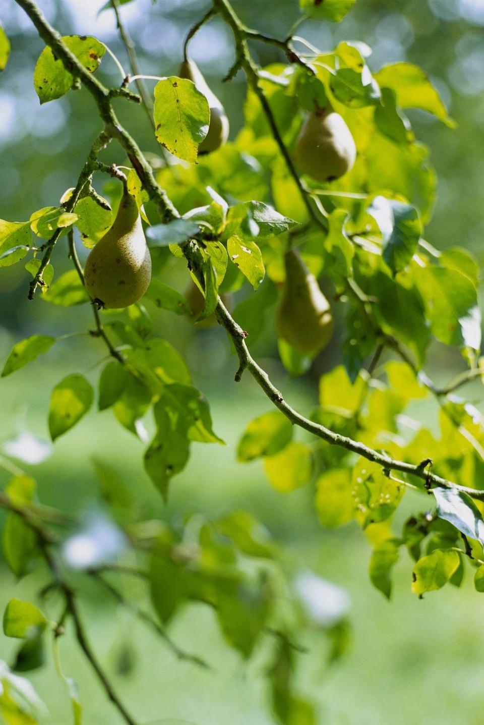 <p>All that's missing is a partridge. Okay, okay, so a pear tree might not be a winter plant, but it <em>is </em>a part of one of the most iconic holiday songs of all time, so it had to make the cut. And if you do want a pear tree, <a href="https://www.swansonsnursery.com/asian-pear-tree-care/" rel="nofollow noopener" target="_blank" data-ylk="slk:here's how to care for it;elm:context_link;itc:0;sec:content-canvas" class="link ">here's how to care for it</a>.</p><p><a class="link " href="https://www.amazon.com/SHINSEIKI-ASIAN-PEAR-TREE-fertilizer/dp/B06Y3QBCPQ/?tag=syn-yahoo-20&ascsubtag=%5Bartid%7C10057.g.3993%5Bsrc%7Cyahoo-us" rel="nofollow noopener" target="_blank" data-ylk="slk:SHOP NOW;elm:context_link;itc:0;sec:content-canvas">SHOP NOW</a><strong><em> amazon<strong><em>.com</em></strong></em></strong></p>