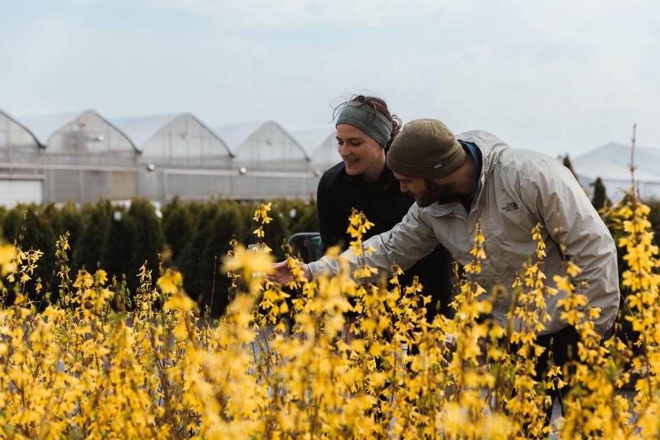 (Left to right) Erin Keenan and Andrew Bucossi hunt for the perfect forsythia for their backyard but may hold of planting for a week in case of late frost. Bucossi noted that Forsythias bring back memories of his native New Jersey.