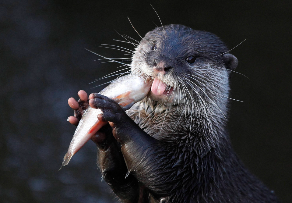 Residents and holidaymakers are very concerned about the otters who live on Commando Rock (REUTERS)