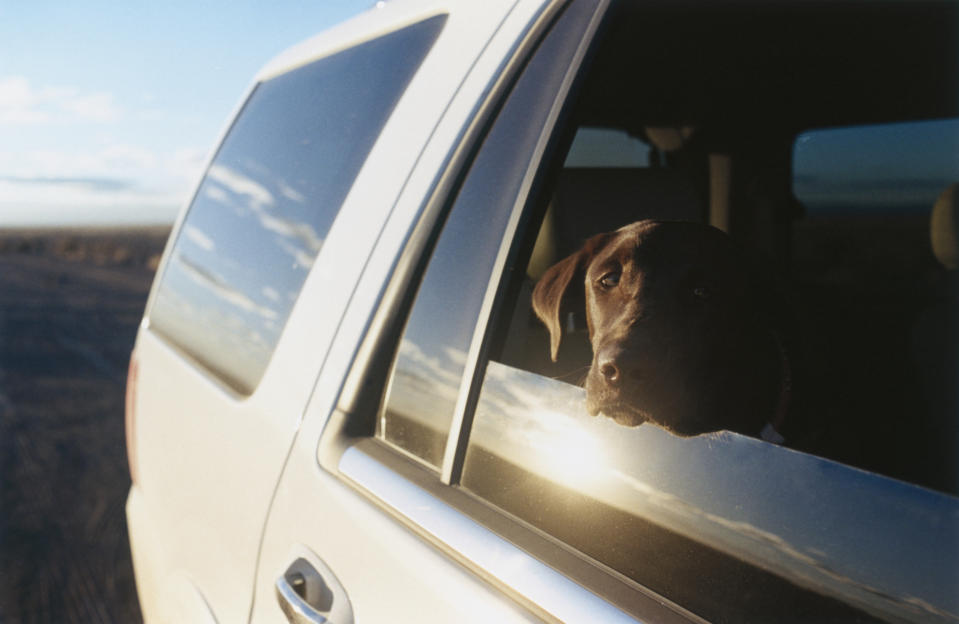 Dog in Car