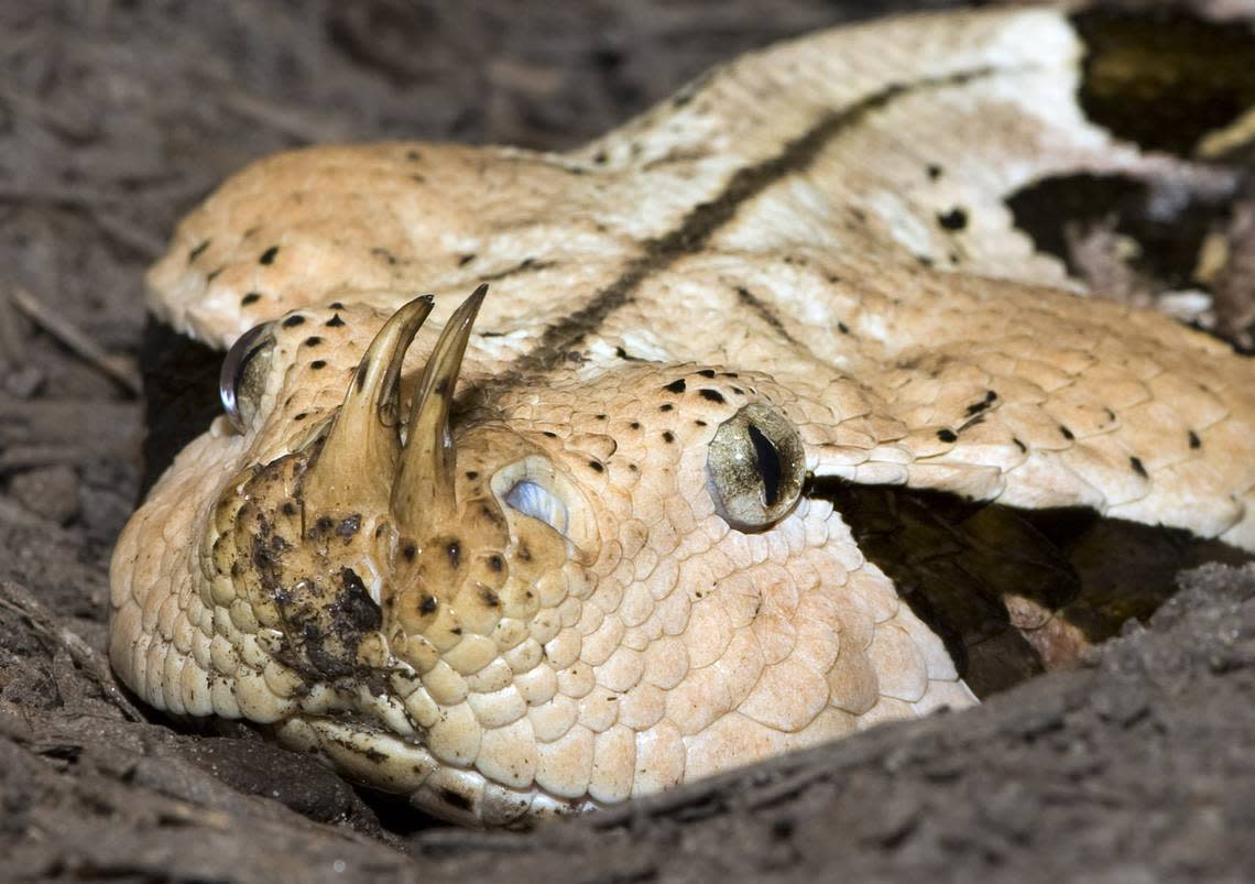 A venomous Gaboon Viper displays its nostril horns. The Gaboon Viper, from Africa, has the longest fangs of in the snake world. The Gaboon Viper reaches six feet in length and can live more than years. (AP Photo/Phil Sandlin)