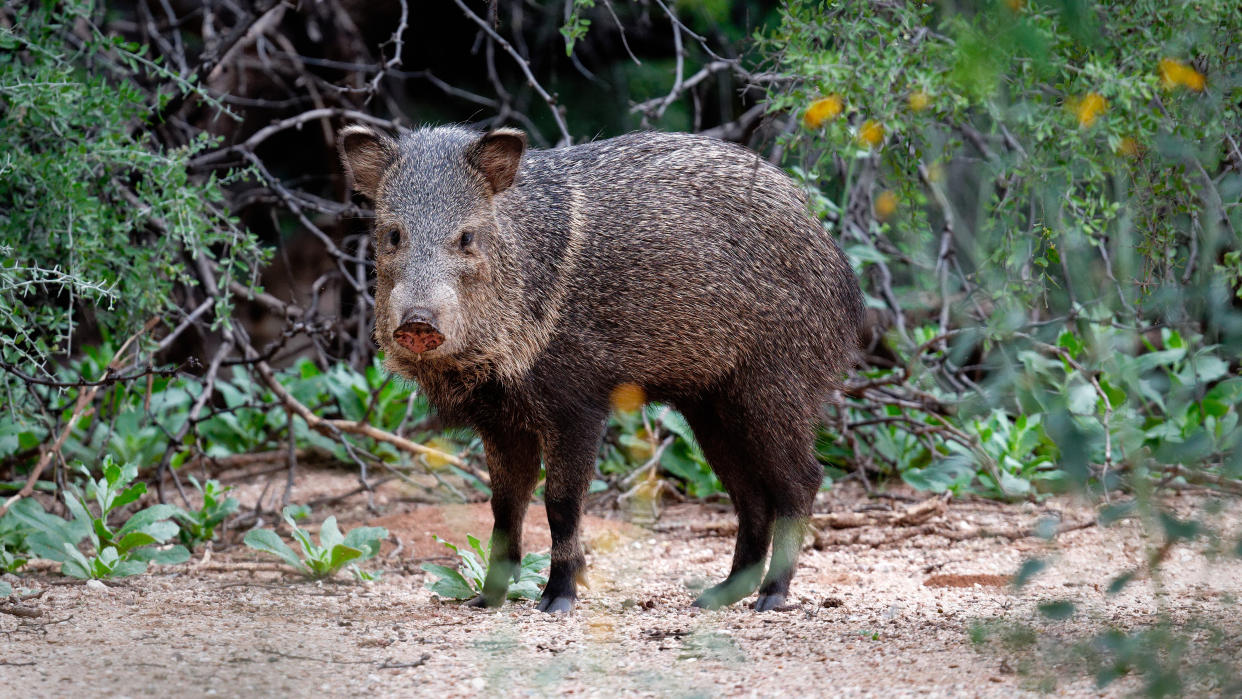  Javelina. 