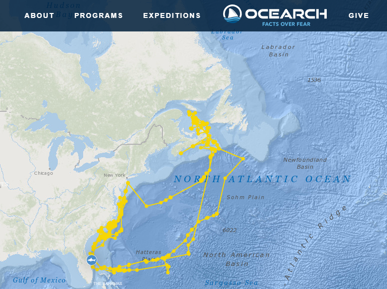 Breton, a 1,400 pound OCEARCH-tagged white shark seemingly created a self-portrait with pings of his journey received by the research group's shark tracker.