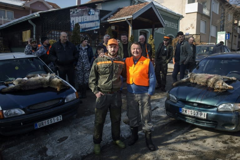 Wolf hunters Nikola Milincic (L) and Borica Vukicevic were successful during a recent hunt in Blace, a southern Serbian town, where the dead wolves and foxes are roped on to car bonnets
