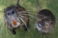 <p>Zwei Bisamratten nähern sich der Kamera eines Fotografen an der Nidda in Frankfurt am Main. (Bild: Boris Roessler(dpa) </p>