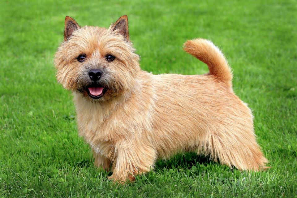 Long-haired tan Norwich terrier stands in grass and looks at camera