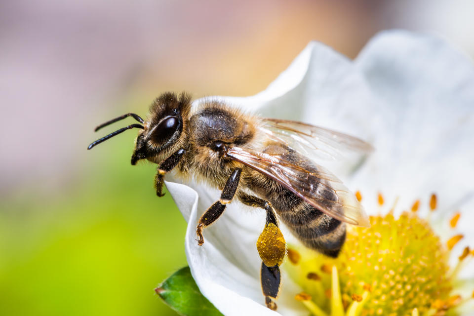 Bienen freuen sich über spezielle Blumenwiesen auf dem Balkon und im Garten (Symbolbild: Getty Images)