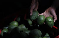 In this Oct. 1, 2019 photo, a worker shows a handful of avocados at an orchard near Ziracuaretiro, Michoacan state, Mexico. The avocado boom have lifted many in Michoacan out of poverty. (AP Photo/Marco Ugarte)