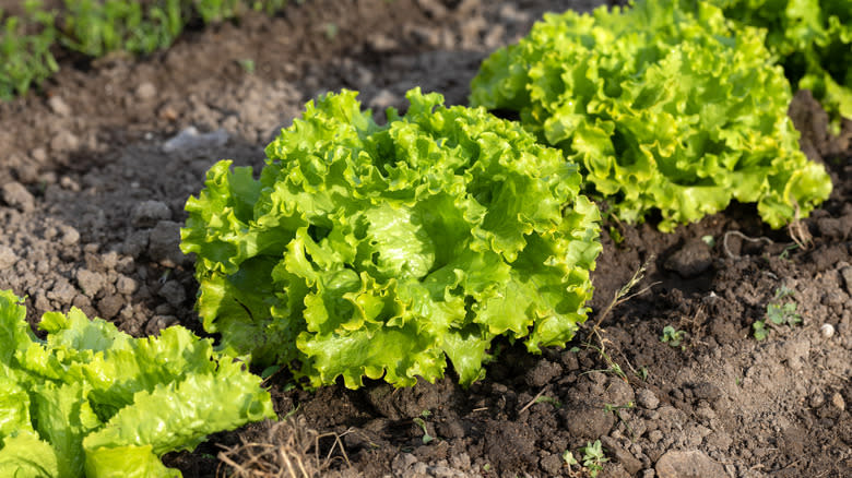 Batavia lettuce growing in dirt