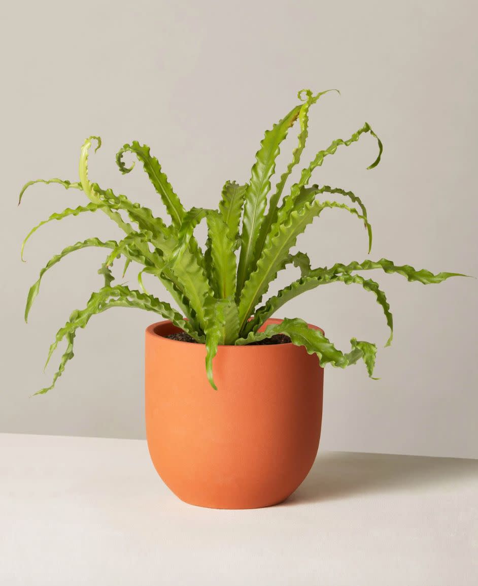 The Sill calls this the "perfect tropical houseplant," and it's known for its wavy fronds. And this plant is considered nontoxic, so it's safe to have around the furrier members of the family. <a href="https://fave.co/382d7rN" target="_blank" rel="noopener noreferrer"><strong>Originally $53, get it now for $40</strong></a>. (Photo: The Sill )