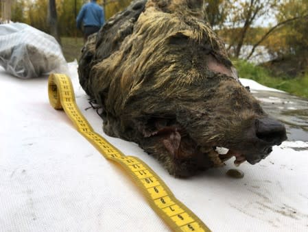 A head of an ancient wolf, that had been preserved in permafrost for over 40000 years, is seen in the Republic of Sakha