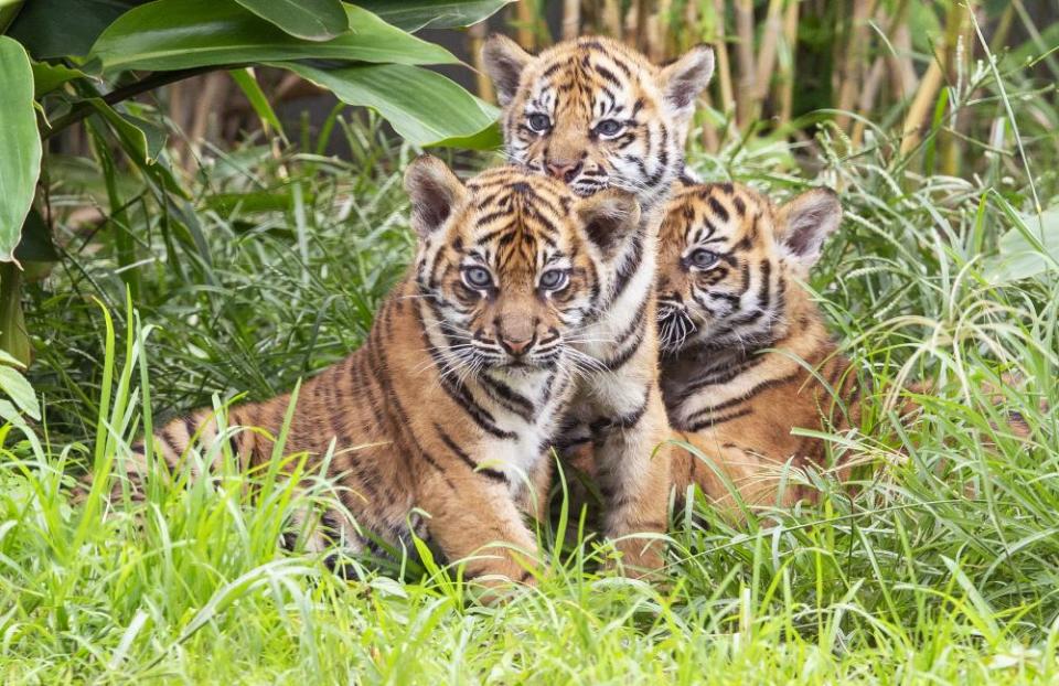 Three Sumatran tiger cubs born at Taronga Zoo make their first public appearance in March 2019