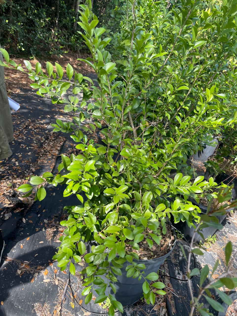 The Florida boxwood also is a candidate to replace a ficus hedge.