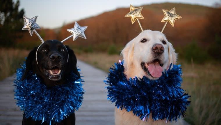 The Most Amazing Dog Videos of the Week 1-2-23 (New Year's Edition!)