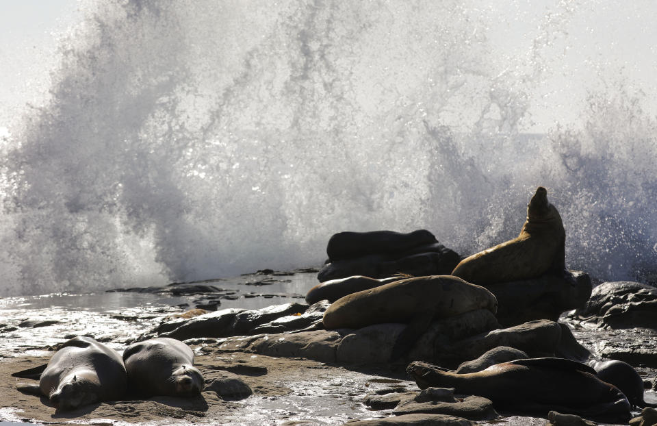 <p>Wilde Seelöwen liegen an der Küste von La Jolla, einem Stadtteil der kalifornischen Stadt San Diego, faul in der Sonne. Die hohen Temperaturen machen auch den Meeresbewohnern ganz schön zu schaffen. Die Wassertemperatur erreichte am nahegelegenen Scripps Pier Anfang August mit 26 Grad Celsius ein Allzeithoch – es ist damit der wärmste August an dem Pier seit Beginn der Aufzeichnungen vor 102 Jahren. (Bild: Mario Tama/Getty Images) </p>