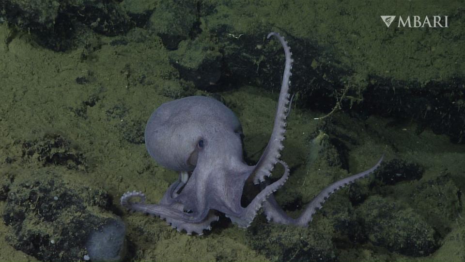 A male octopus walks through the Octopus Garden. <a href="https://www.mbari.org/about/for-media/" rel="nofollow noopener" target="_blank" data-ylk="slk:Credit: © 2019 MBARI;elm:context_link;itc:0;sec:content-canvas" class="link ">Credit: © 2019 MBARI</a>