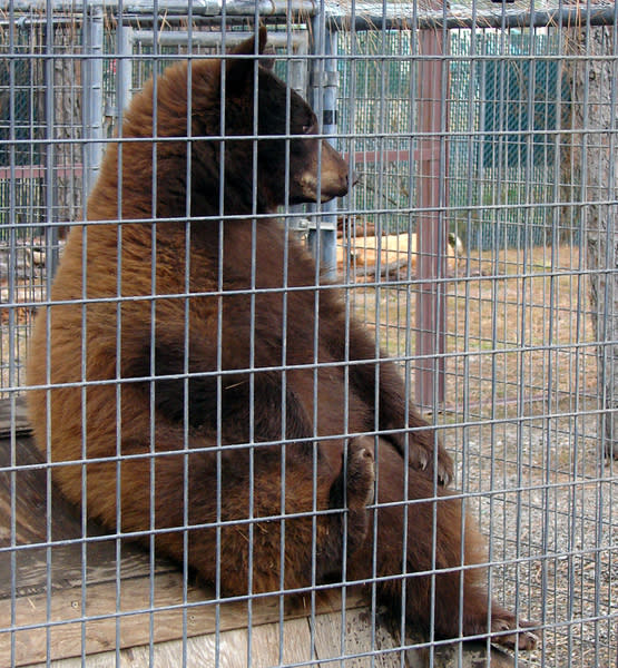 中國與其他國家的走私市場當中，熊膽仍是利潤豐厚的產業，導致許多不肖業者非法養殖熊。（Photo by Matt Reinbold on Flickr under C.C. License）