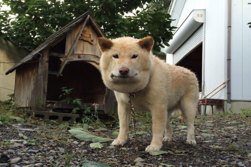 ▲日本一隻柴犬因為好奇心強意外遭蛇吻，下巴腫成國字臉！（圖／推特帳號yoshikesochan）