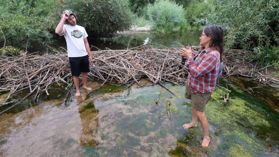 Cooper Lienhart, and Audrey Taub both with the SLO Beaver Brigade look at a beaver dam on the Salinas River. They are hoping to educate off road riders to not dismantle or drive over beaver dams in the river and to use adjacent trails.