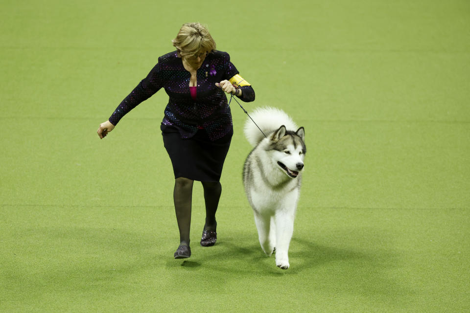 (Photo by Sarah Stier/Getty Images for Westminster Kennel Club)