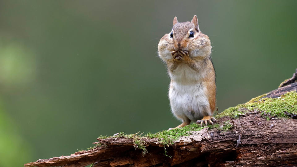 A chipmunk standing on a log with its cheeks full