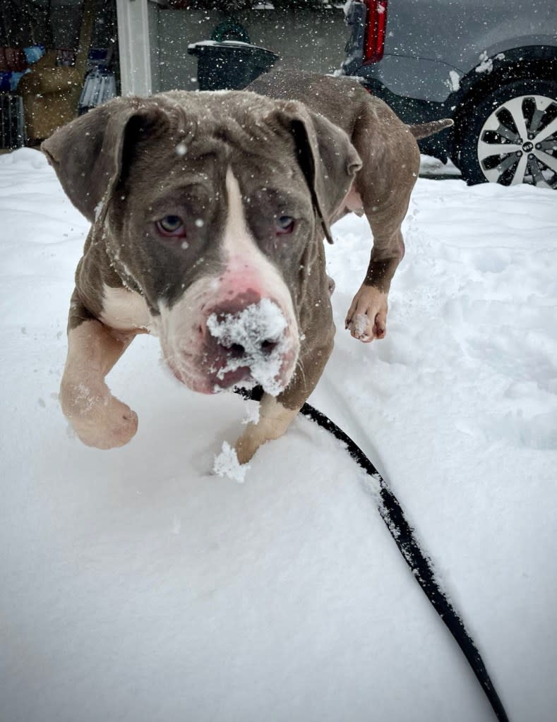 Foster mom Heather Guas wrote of Peanut Butter’s fascination with — and tendency to eat — snow. Courtesy Heather Guas