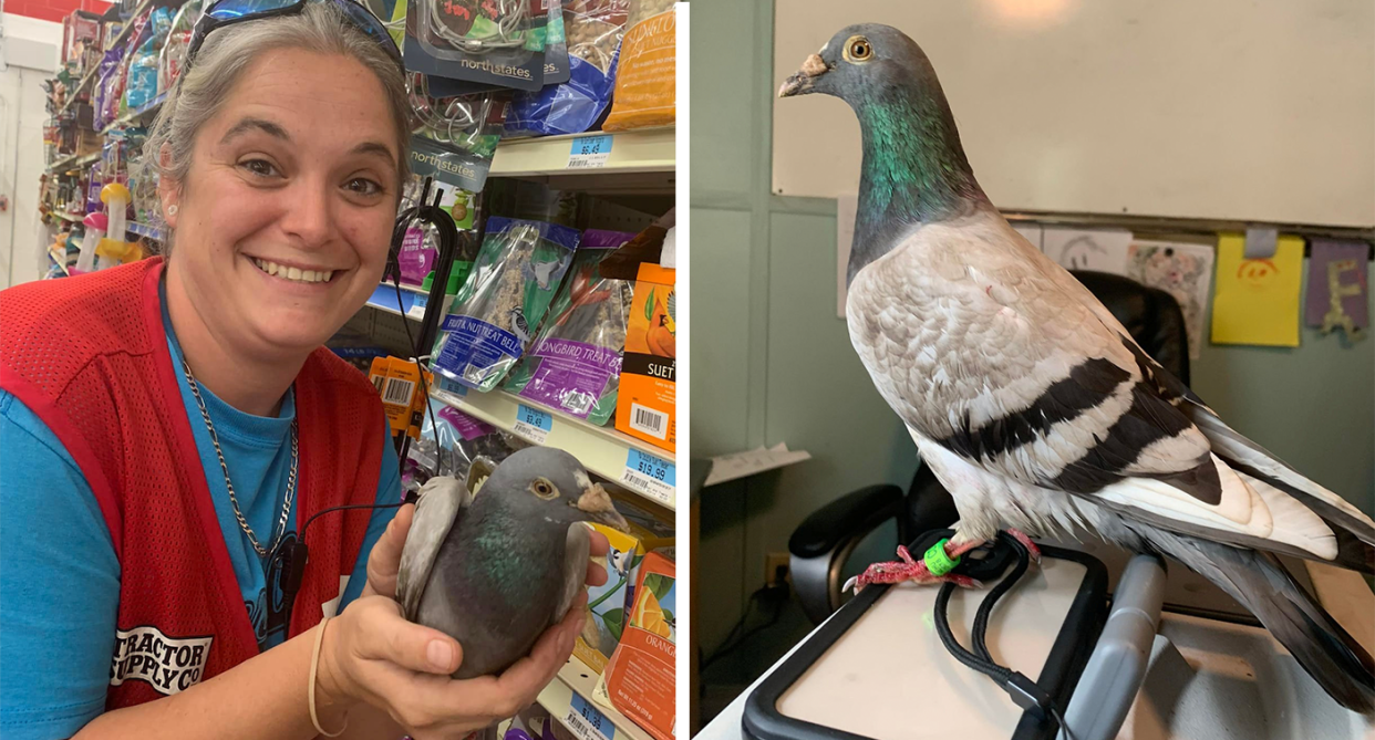 Bob the racing pigeon was let go in Guernsey, and somehow made it across the Atlantic Ocean and all the way to Alabama. (SWNS)